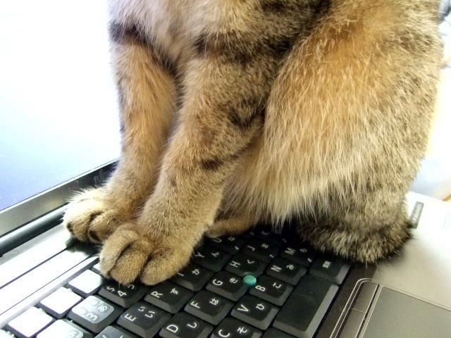 パソコンの乗って邪魔する猫